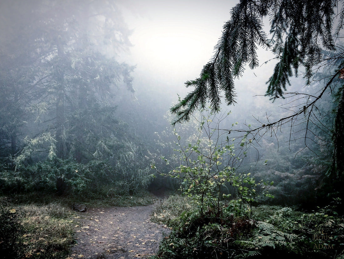 The Morning the Forest Went Quiet
