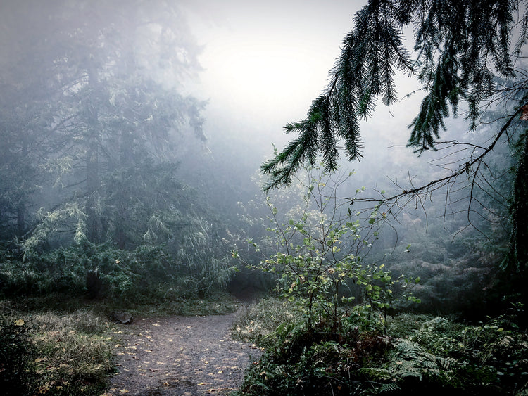Fog drifting through an evergreen forest on an autumn morning near Eugene, Oregon