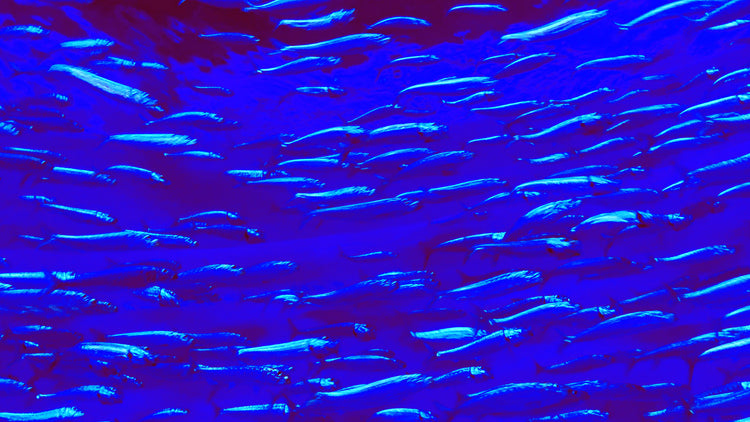 School of sardines swimming through vivid electric blue and violet light at Monterey Bay Aquarium