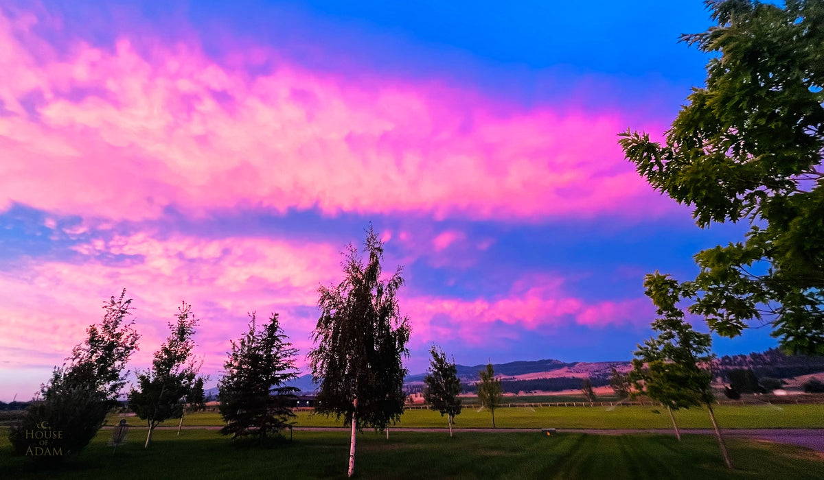 Vivid pink and blue sunset sky over rural Montana farmland with silhouetted trees and distant mountains.