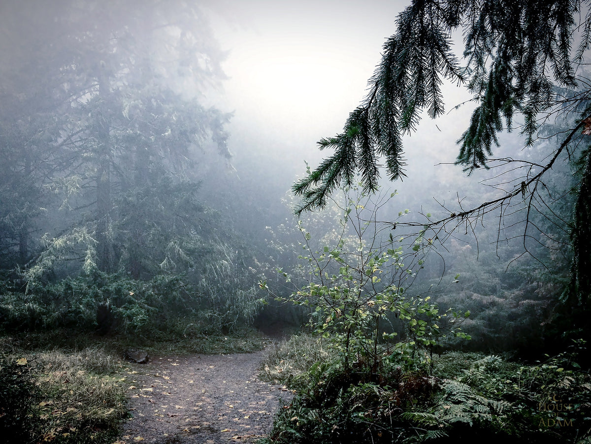 Fog drifting through an evergreen forest on an autumn morning near Eugene, Oregon