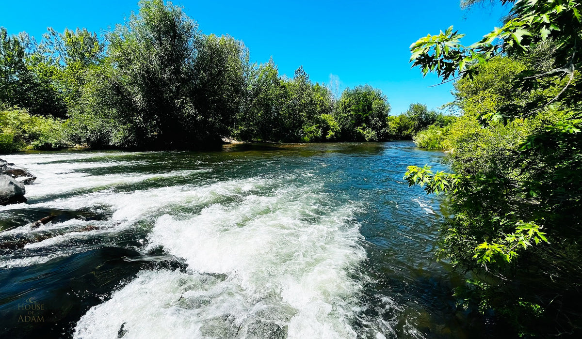 Whitewater rapids on the Boise River with a dense green tree line and rocks under a bright blue sky.
