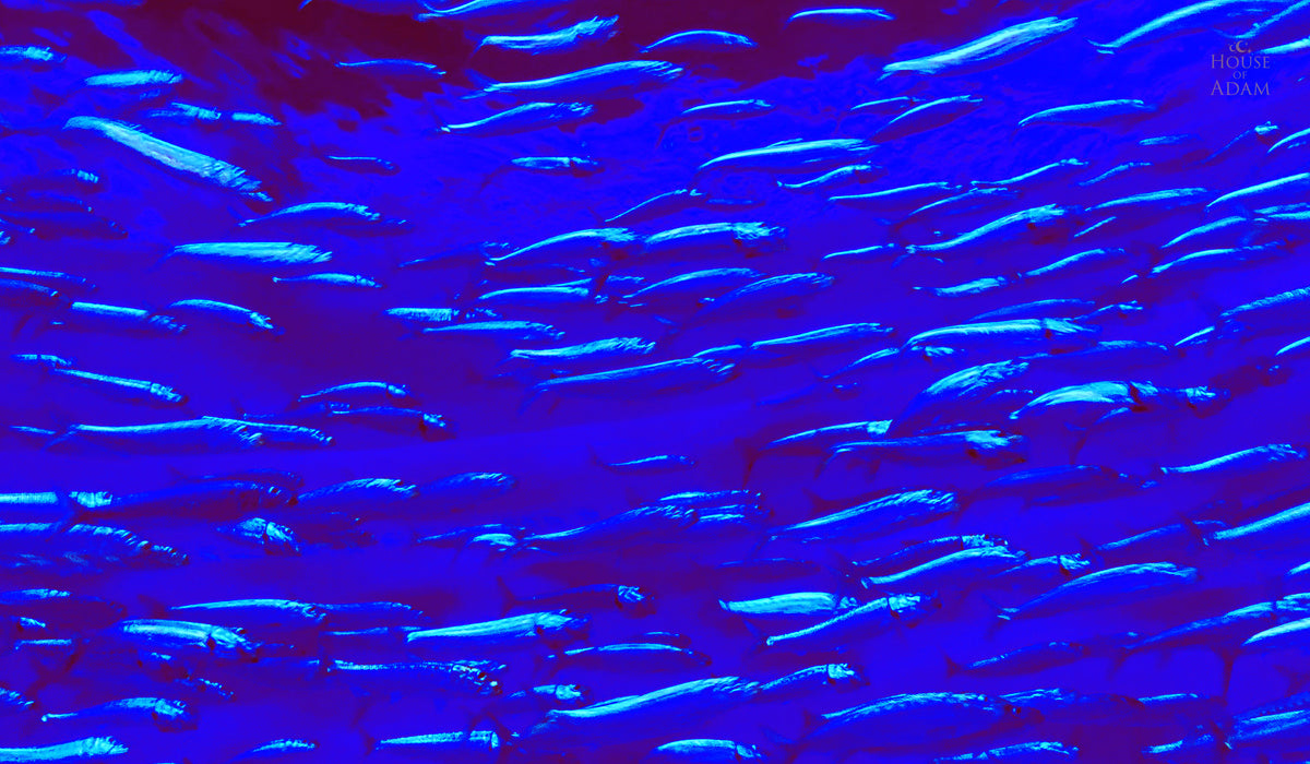 School of sardines swimming through vivid electric blue and violet light at Monterey Bay Aquarium