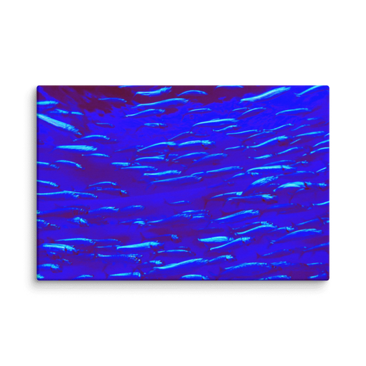 School of Light